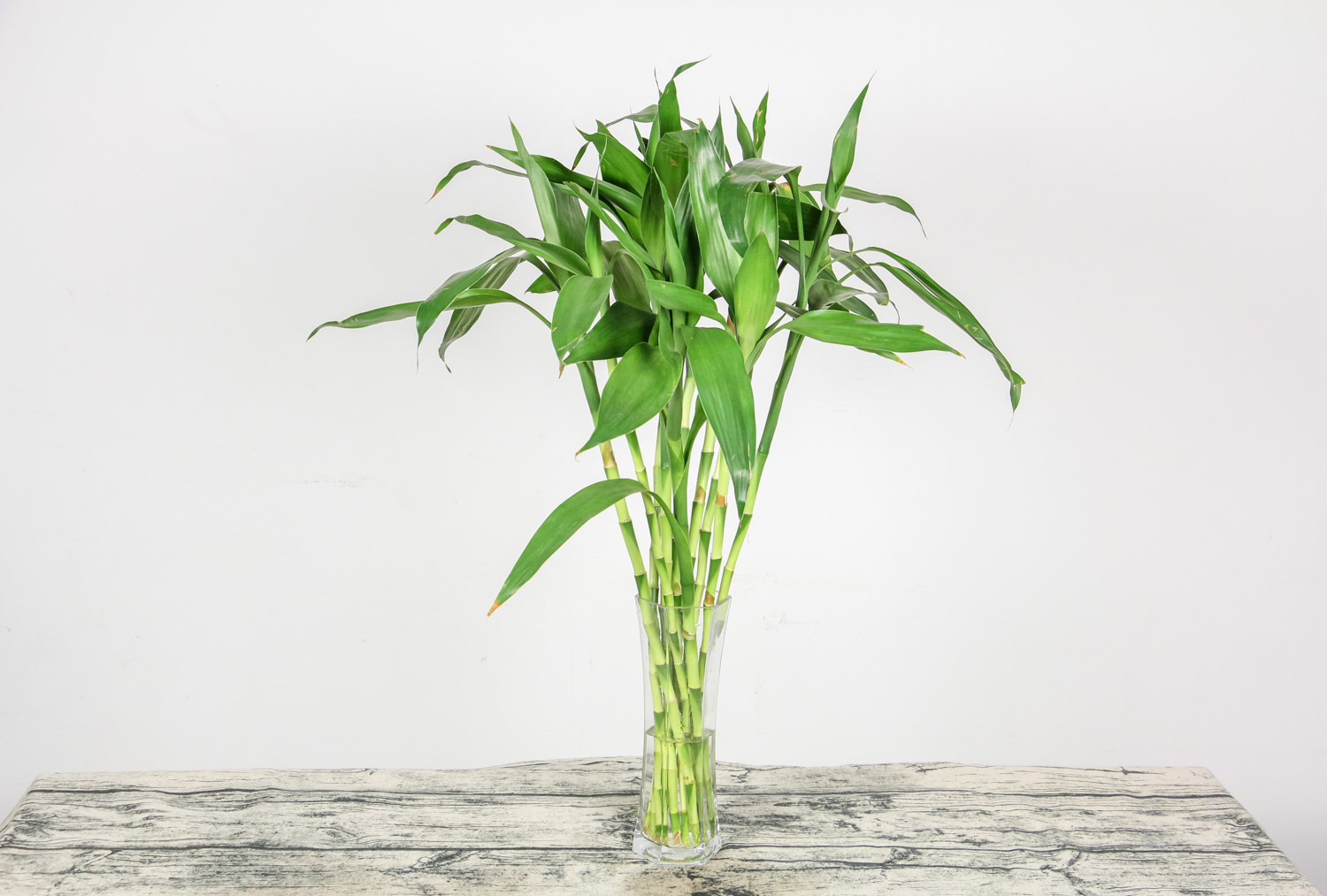 为何富贵竹叶尖发黄