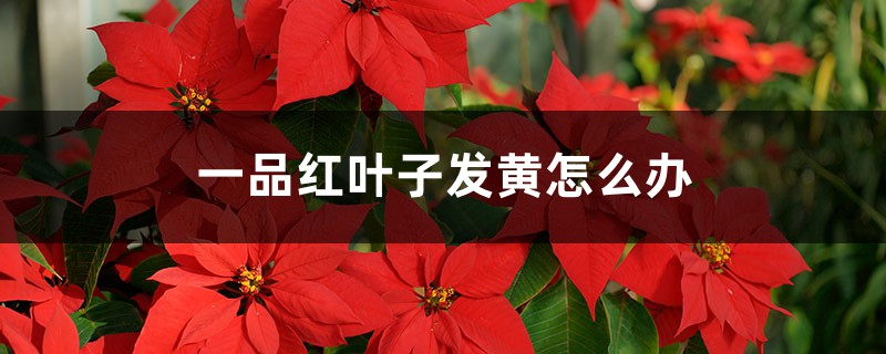 一品红叶子发黄如何办