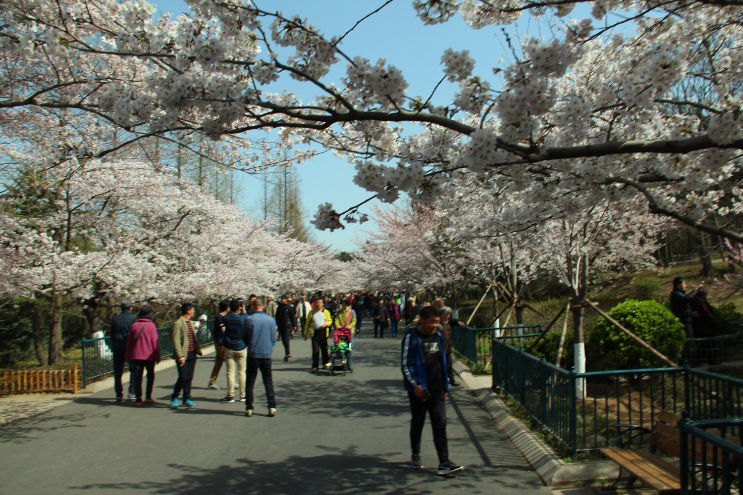 樱花掉叶子要如何办