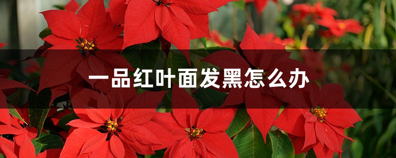 一品红叶面发黑如何办