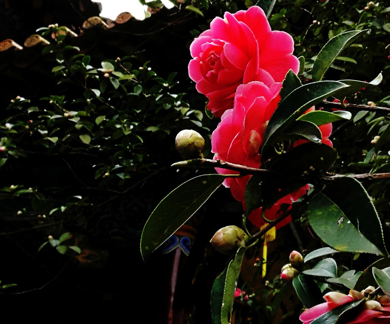 茶花 茶花掉叶子如何办