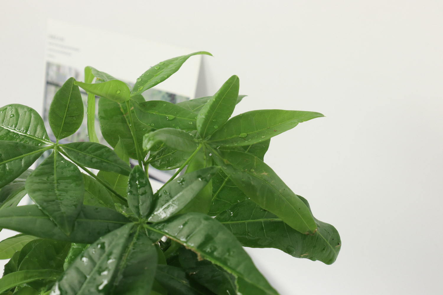 发财树 发财树叶子下垂如何办