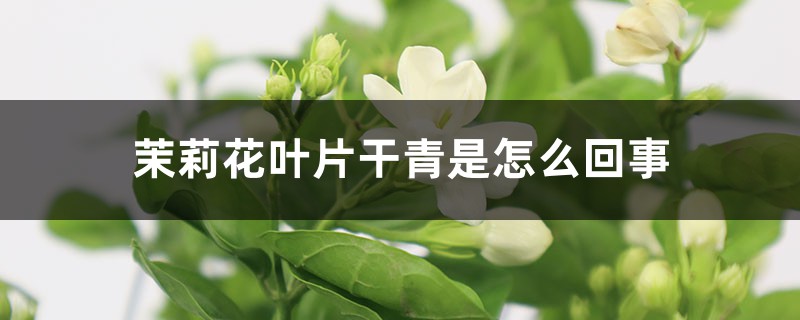 茉莉花叶片干青是如何回事