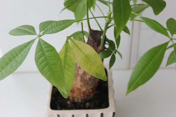 家里的绿萝烂叶子？你一定没留意这几点