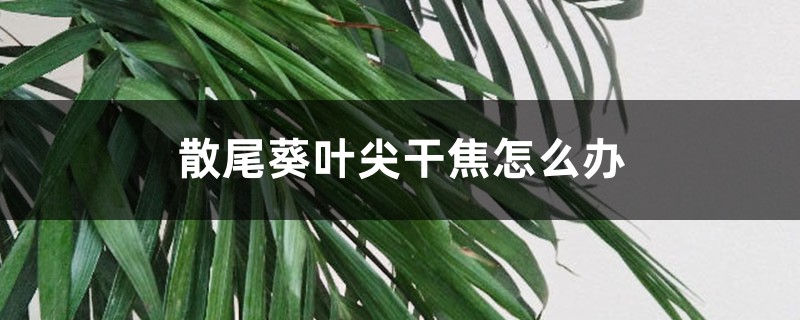 散尾葵叶尖干焦如何办