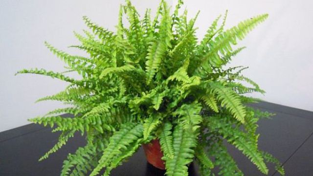 波斯顿蕨叶子发黄如何办