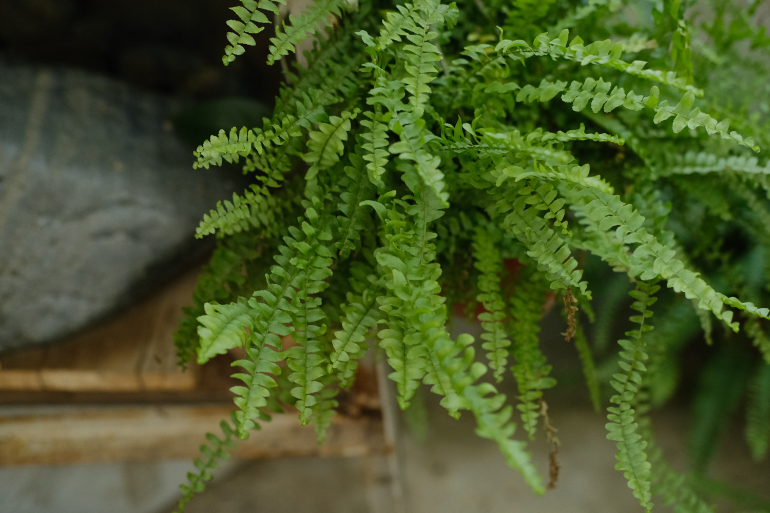 波斯顿蕨叶子发黄如何办