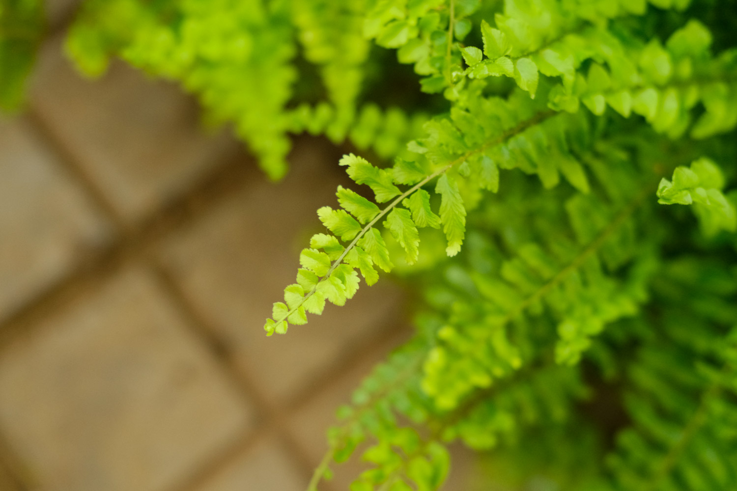 波斯顿蕨叶子发黄如何办