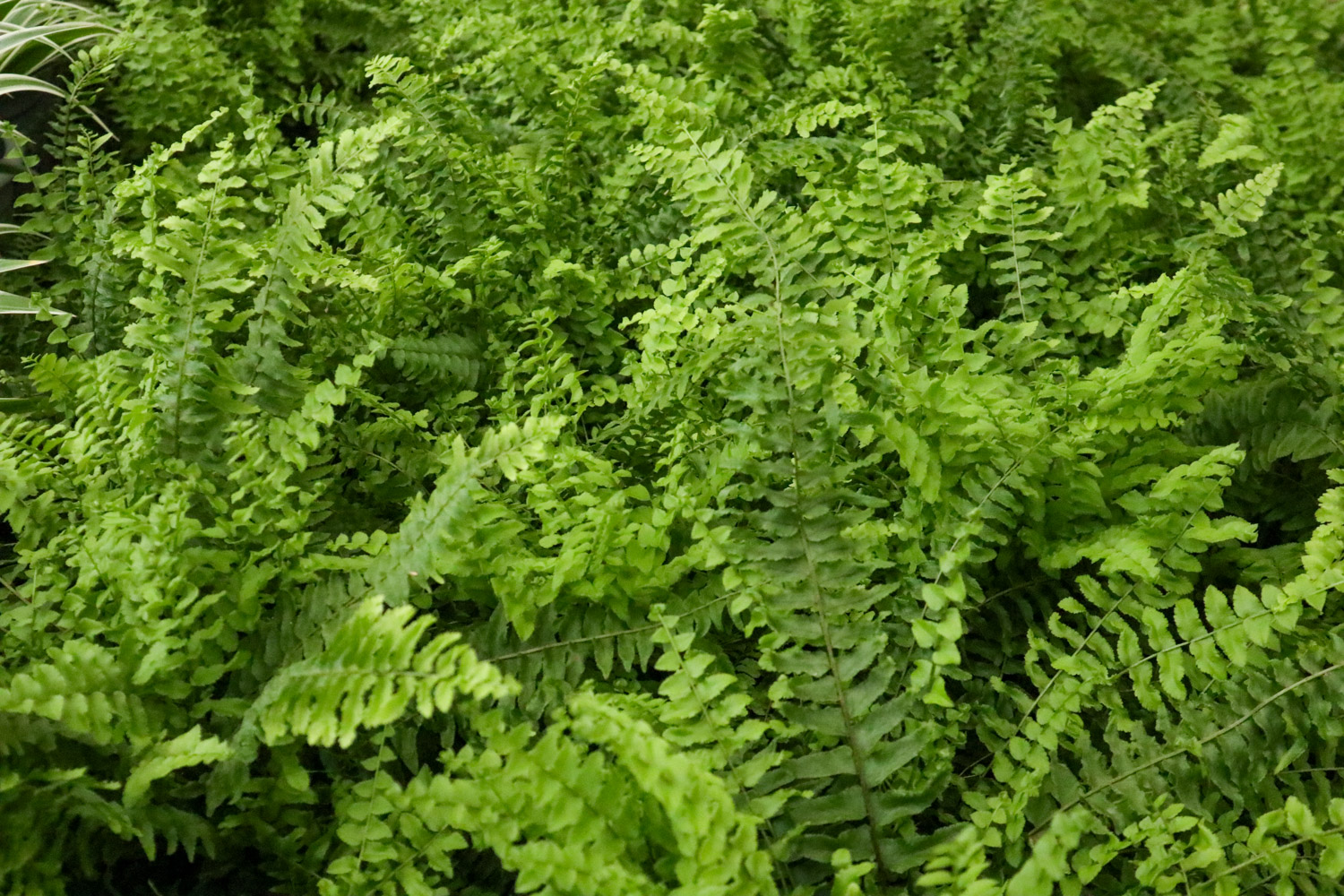 波斯顿蕨叶子发黄如何办