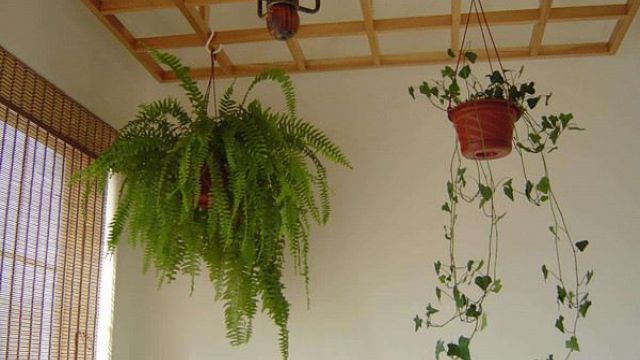 波斯顿蕨叶子干枯是如何回事