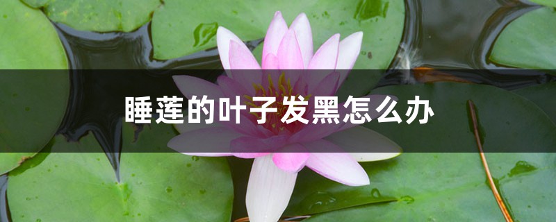 睡莲的叶子发黑如何办