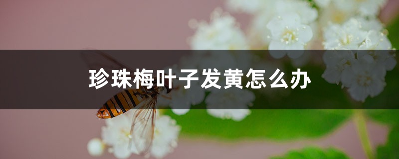 珍珠梅叶子发黄如何办
