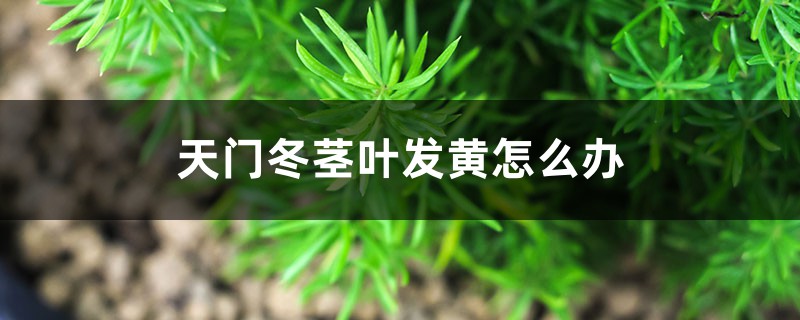 天门冬茎叶发黄如何办