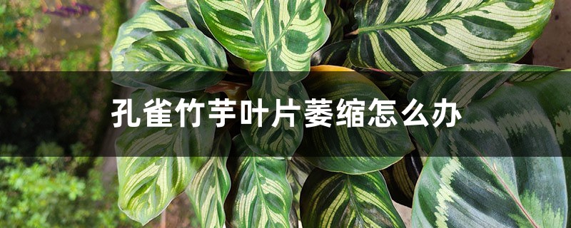 孔雀竹芋叶片萎缩如何办