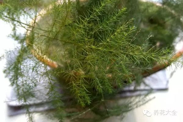 文竹冬季叶子发黄，到底咋处理