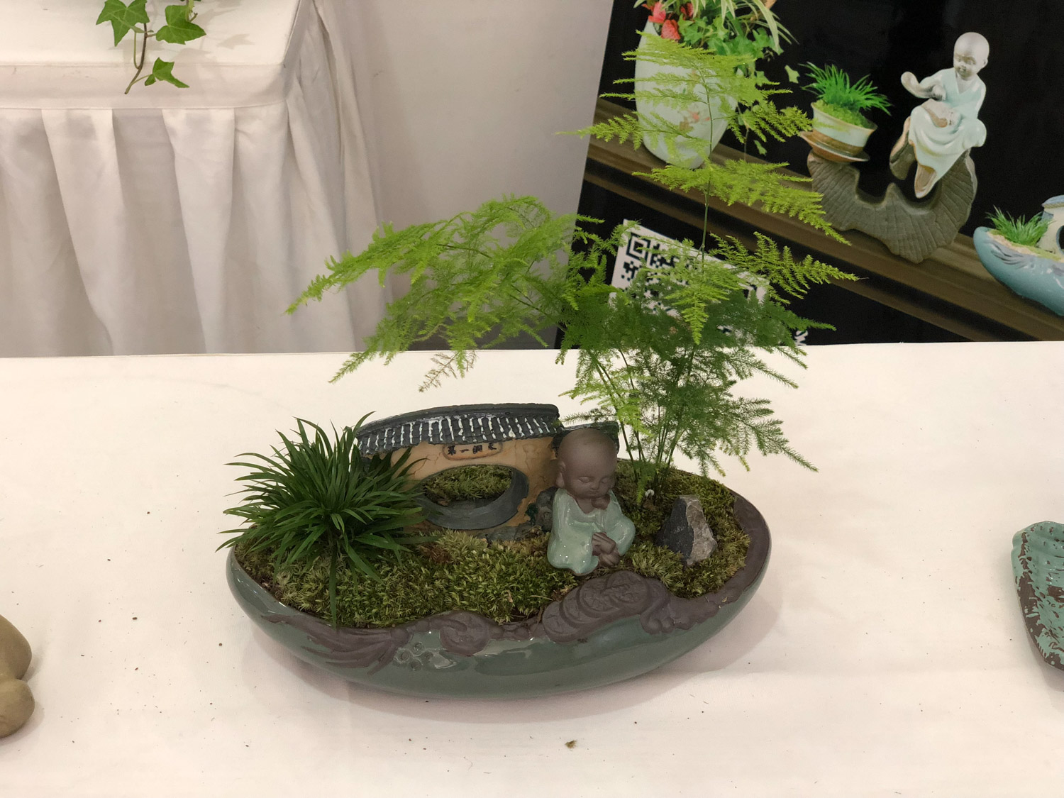 文竹冬季叶子发黄，到底咋处理