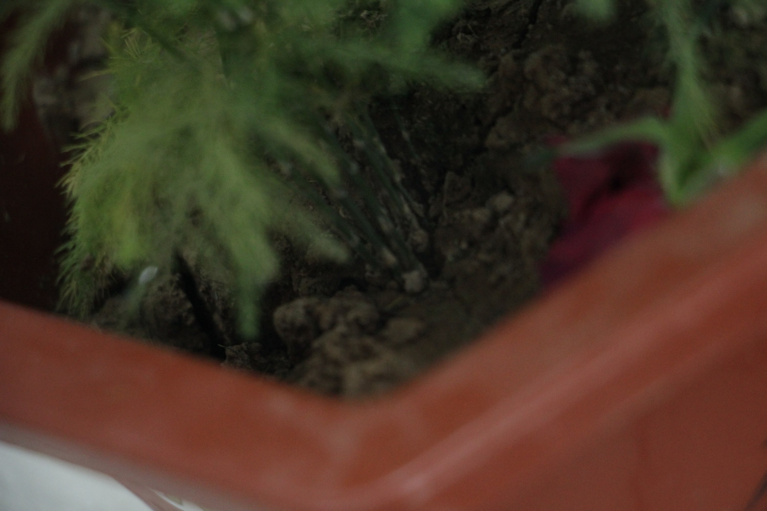 文竹冬季叶子发黄，到底咋处理