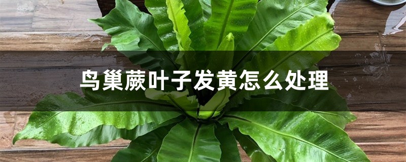 鸟巢蕨叶子发黄如何处理
