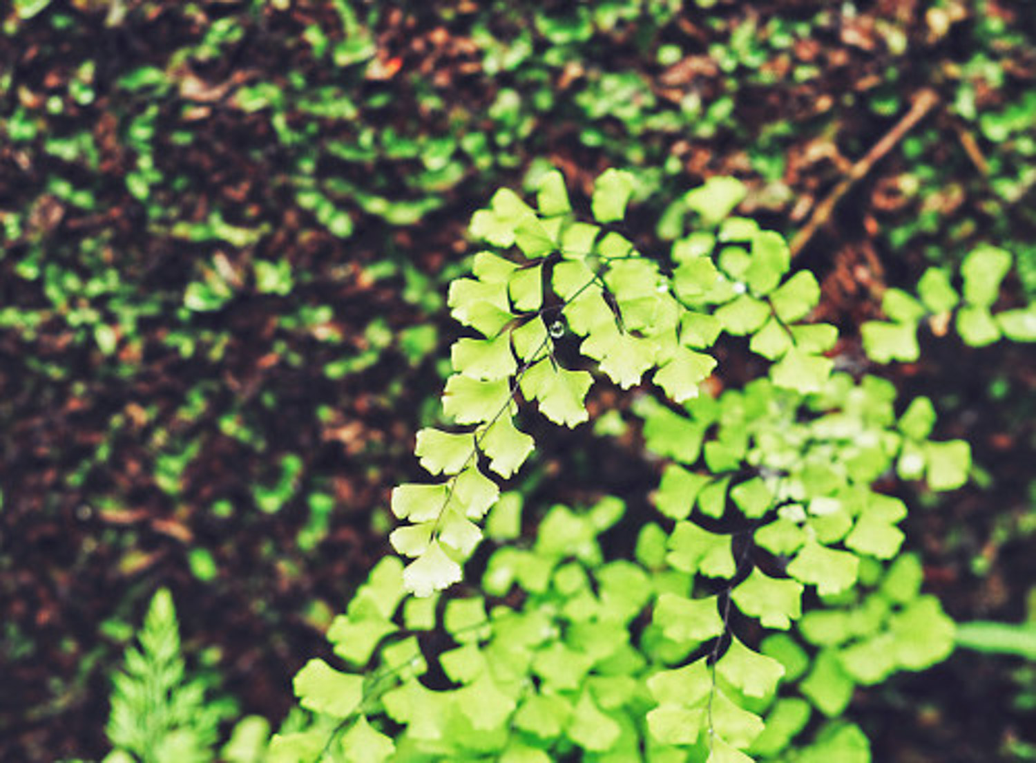 铁线蕨叶子发黄如何办