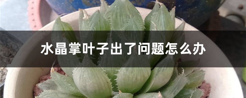 水晶掌叶子出了问题如何办