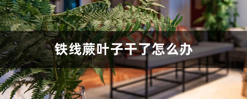 铁线蕨叶子干了如何办