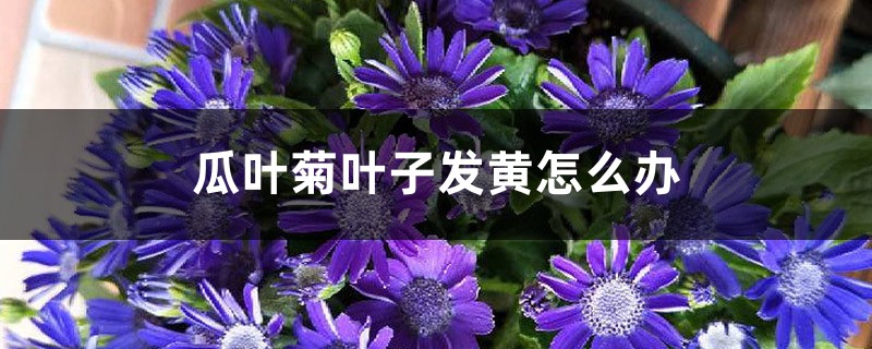 瓜叶菊叶子发黄如何办