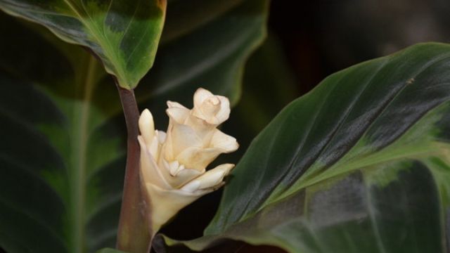 天鹅绒竹芋焦边卷叶如何回事