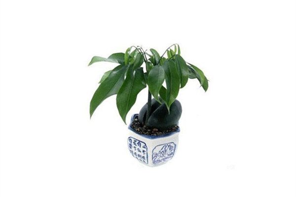 绿元宝叶子发黄如何办