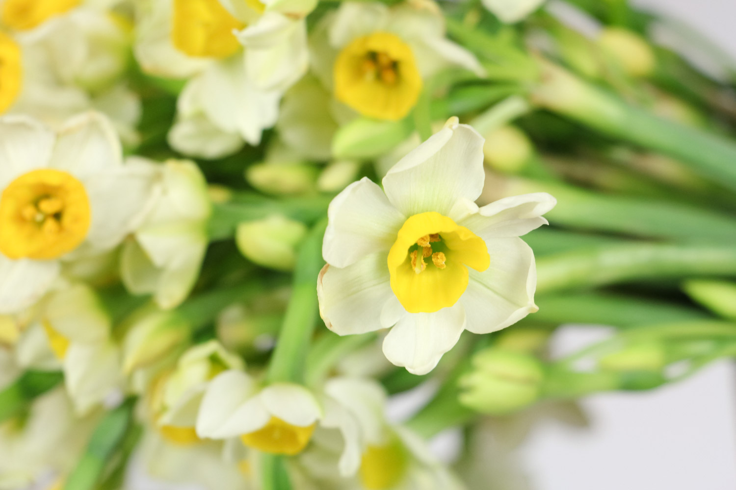 水仙叶子发黄要如何办