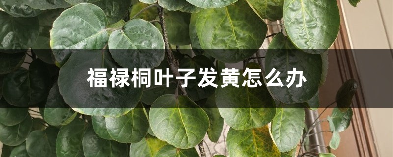 福禄桐叶子发黄如何办