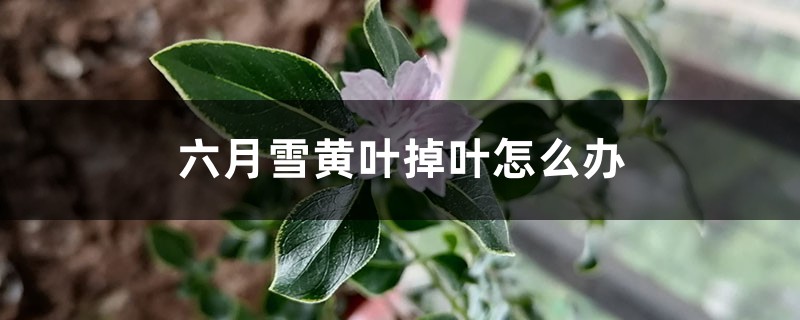 六月雪黄叶掉叶如何办