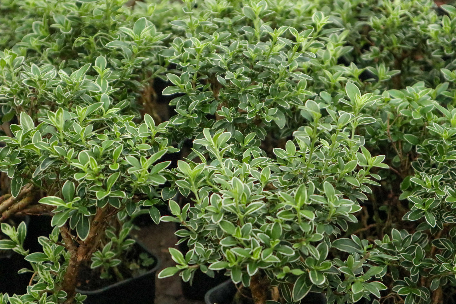 六月雪 六月雪黄叶掉叶如何办