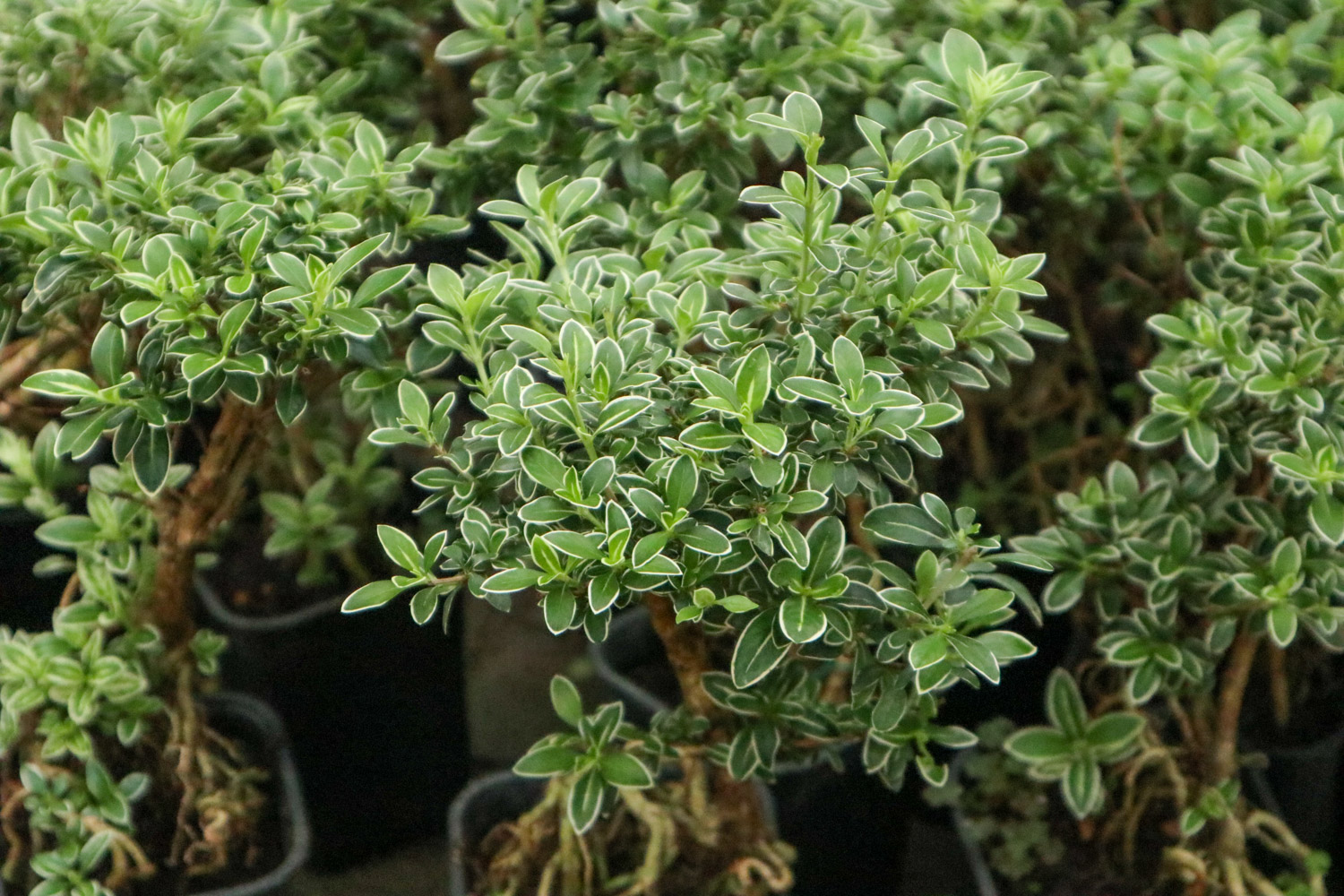 六月雪 六月雪黄叶掉叶如何办