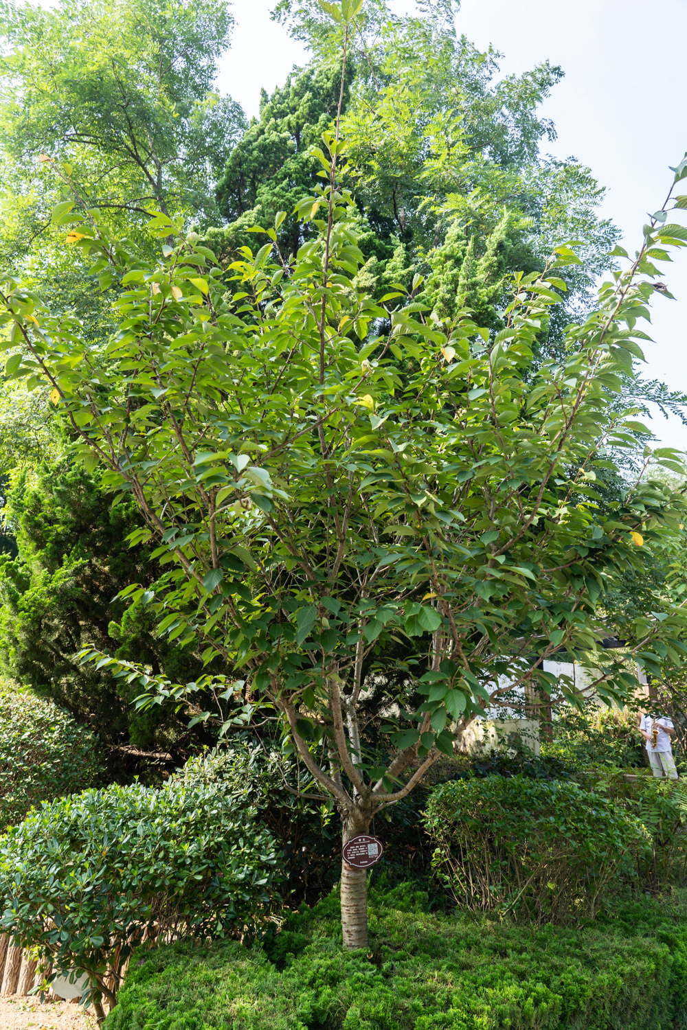 樱花叶子发黄如何办