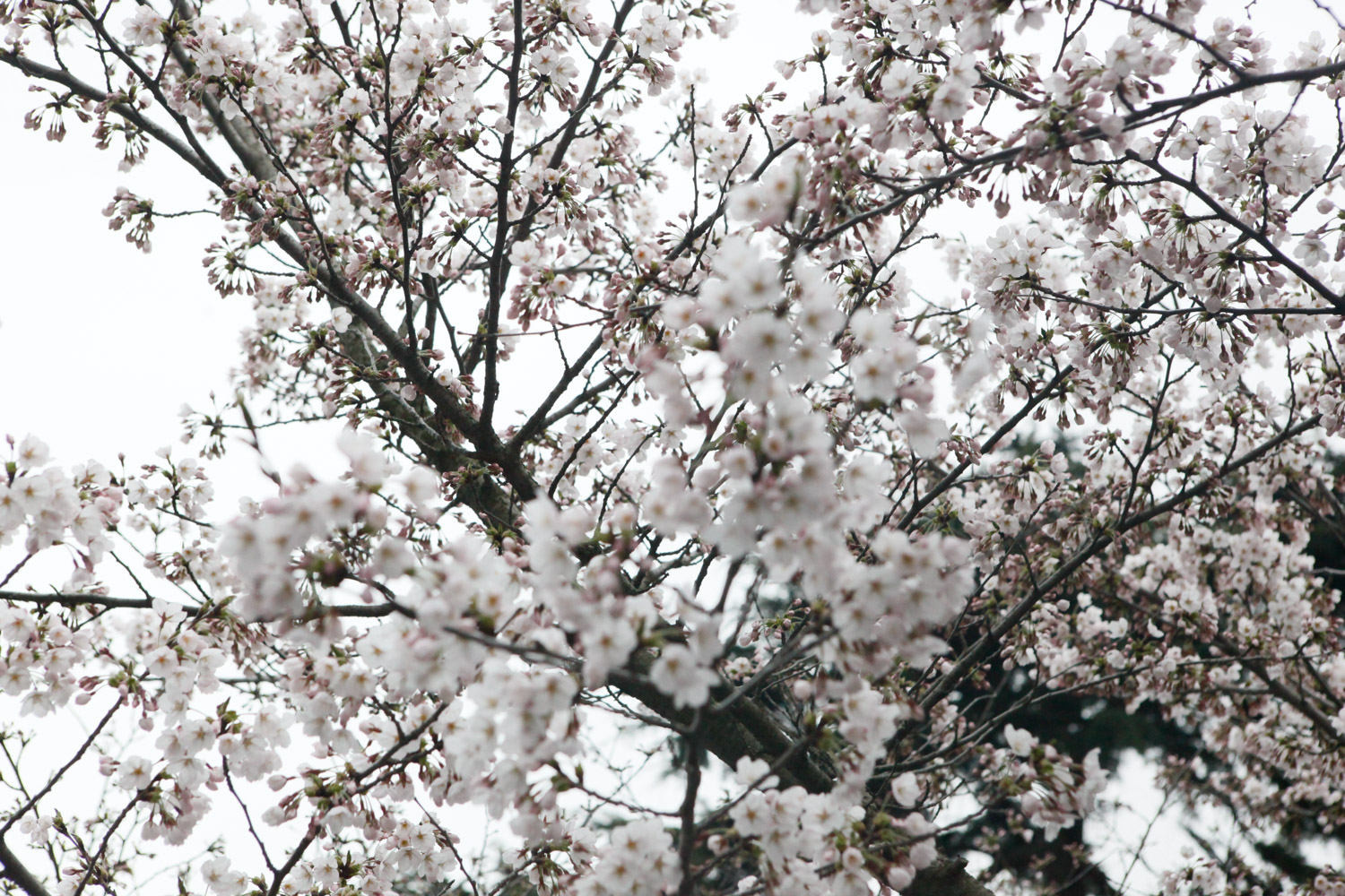 樱花叶子发黄如何办