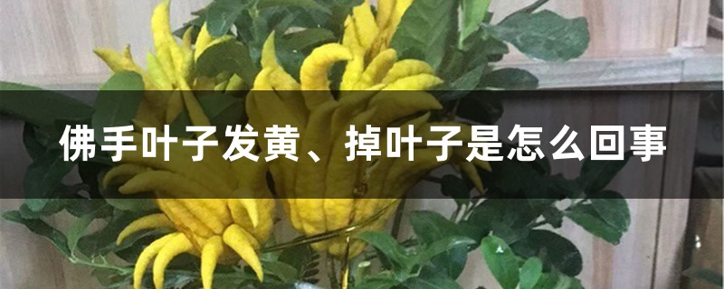 佛手叶子发黄、掉叶子是如何回事