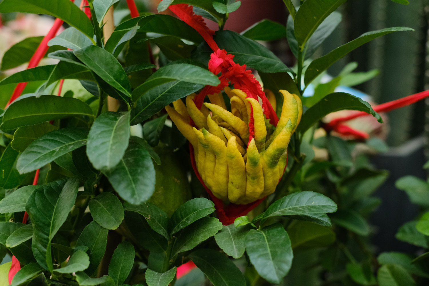 佛手叶子发黄、掉叶子是如何回事