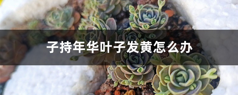 子持年华叶子发黄如何办