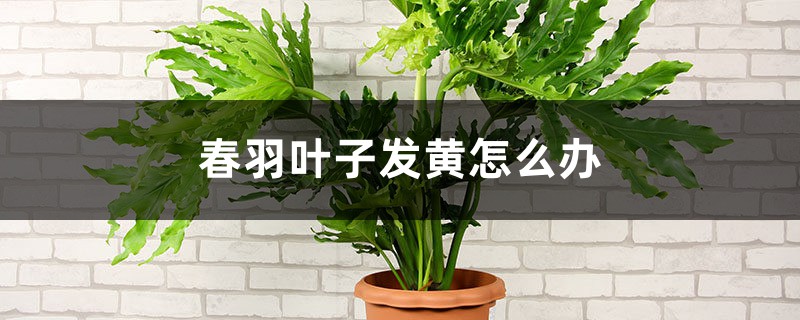 春羽叶子发黄如何办