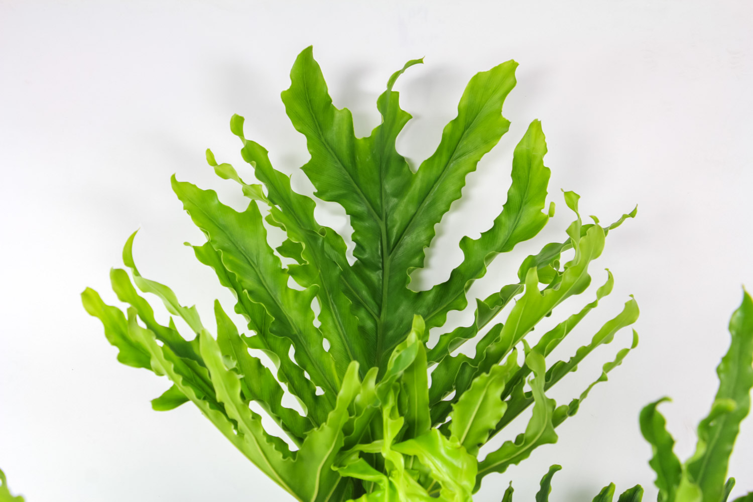 春羽叶子发黄如何办