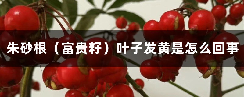 朱砂根（富贵籽）叶子发黄是如何回事