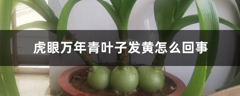 虎眼万年青叶子发黄如何回事