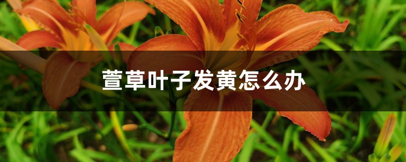 萱草叶子发黄如何办