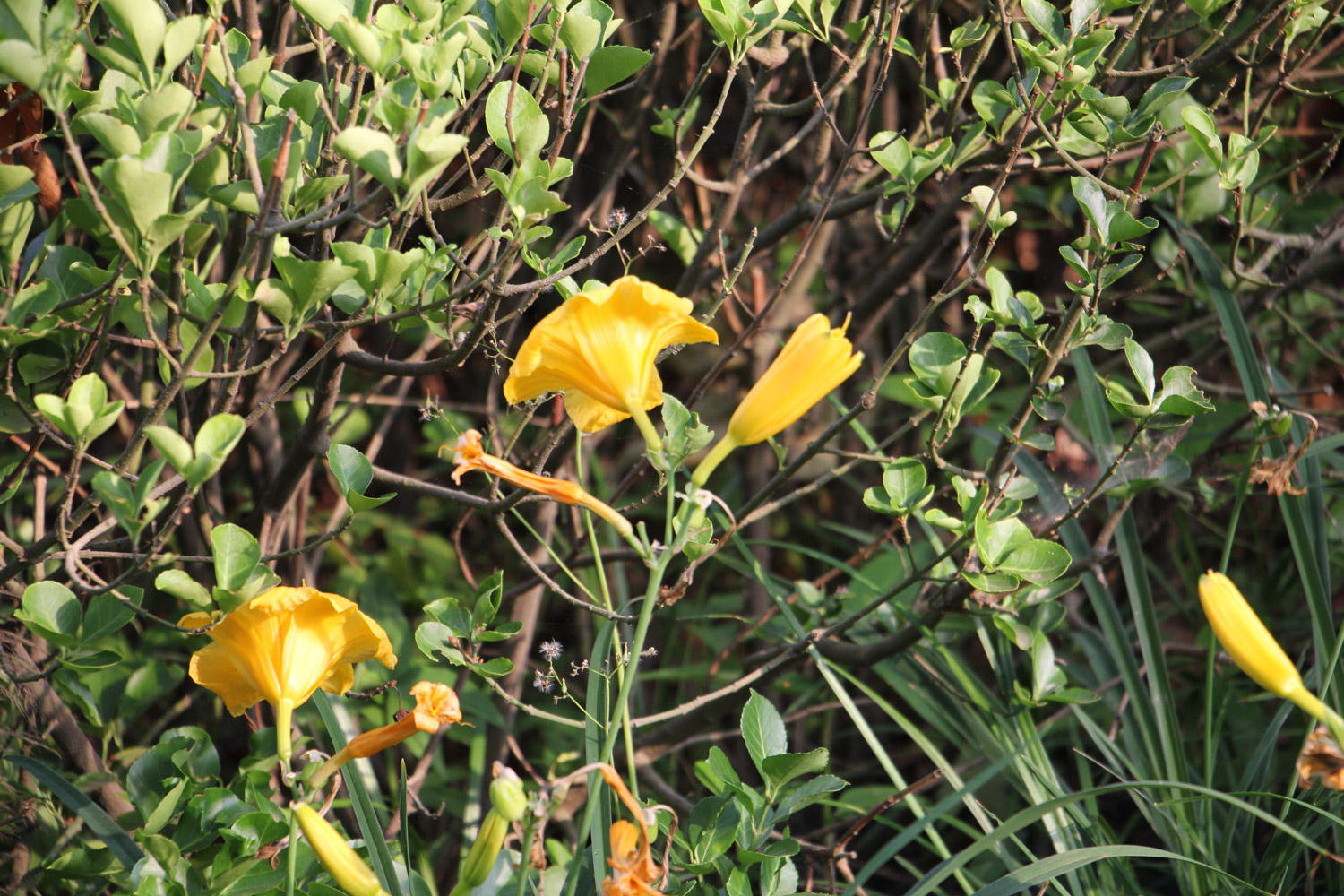 萱草叶子发黄如何办