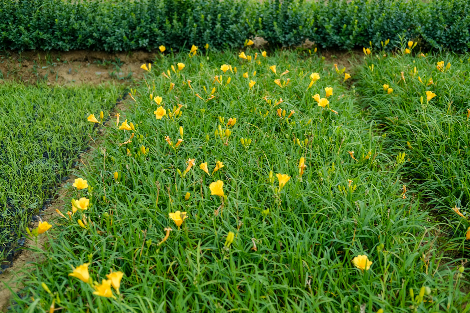 萱草叶子发黄如何办