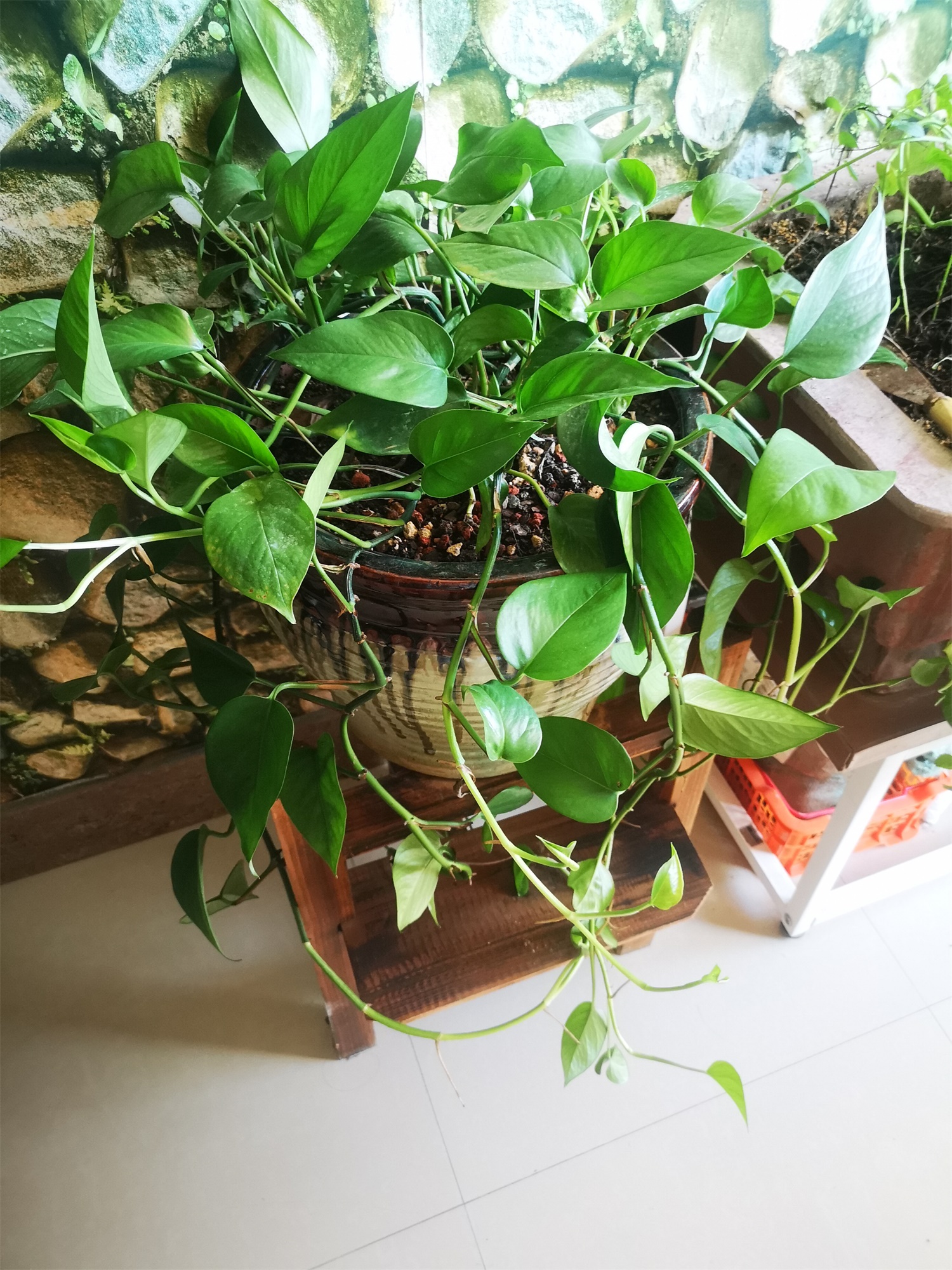 冬季绿萝老黄叶，教你几招就变绿