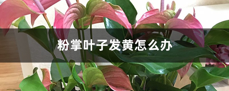 粉掌叶子发黄如何办