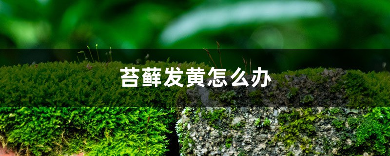 苔藓发黄如何办