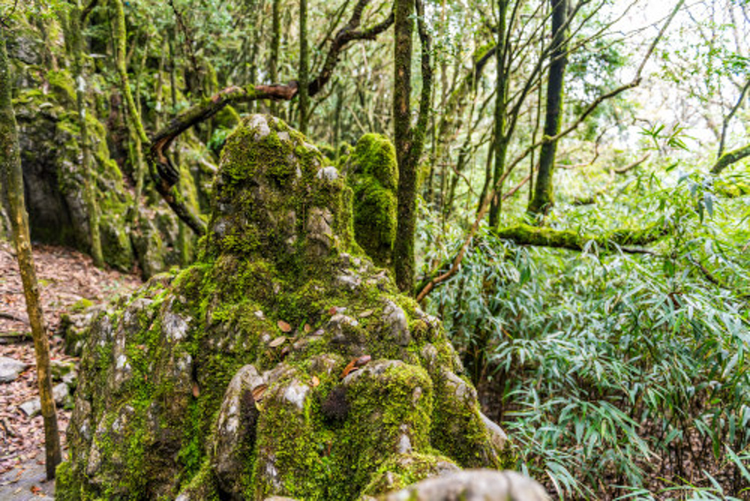苔藓 苔藓发黄如何办