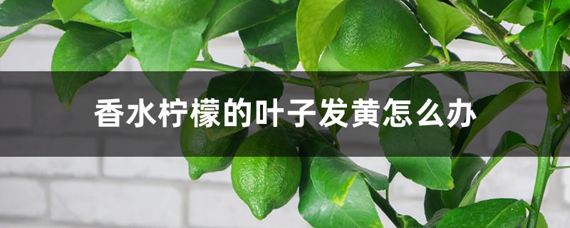 香水柠檬的叶子发黄如何办